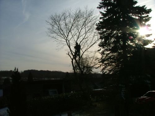 Lambeck Seilklettertechnik & Hausmeisterdienst: Gefahrenf&auml;llung eines Baumes zu sp&auml;terer Stunde. Der Baum wurde durch eine Winde...