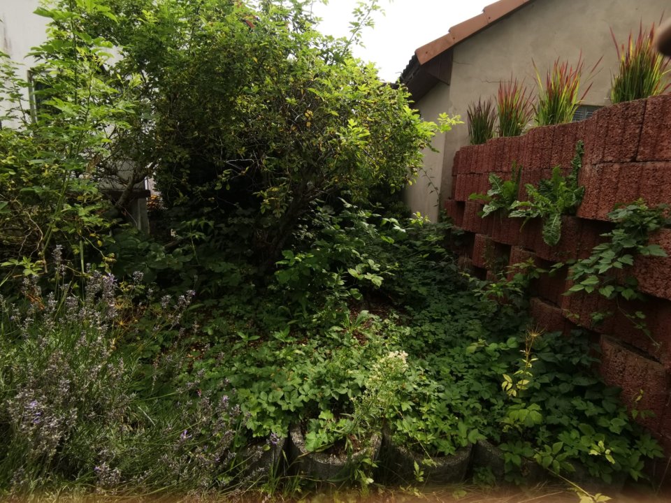 Gartenpflege Schulze: Projektreferenz