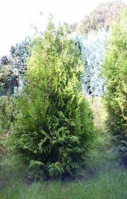 Heckenpflanzen Ramaker: Thuja Brabant z.b 170/180 cm 10,- Euro .