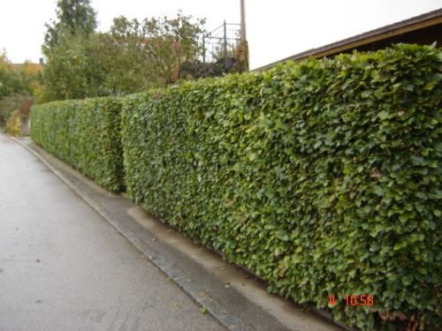 Blum Objektpflege&Gartendienste: Heckenschnitt
