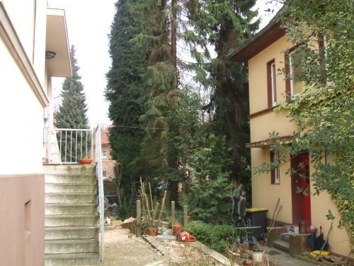Lambeck Seilklettertechnik & Hausmeisterdienst: Der Baum wurde ohne besch&auml;digung der Umliegenden Pflanzen und G&uuml;ter entfernt. De...