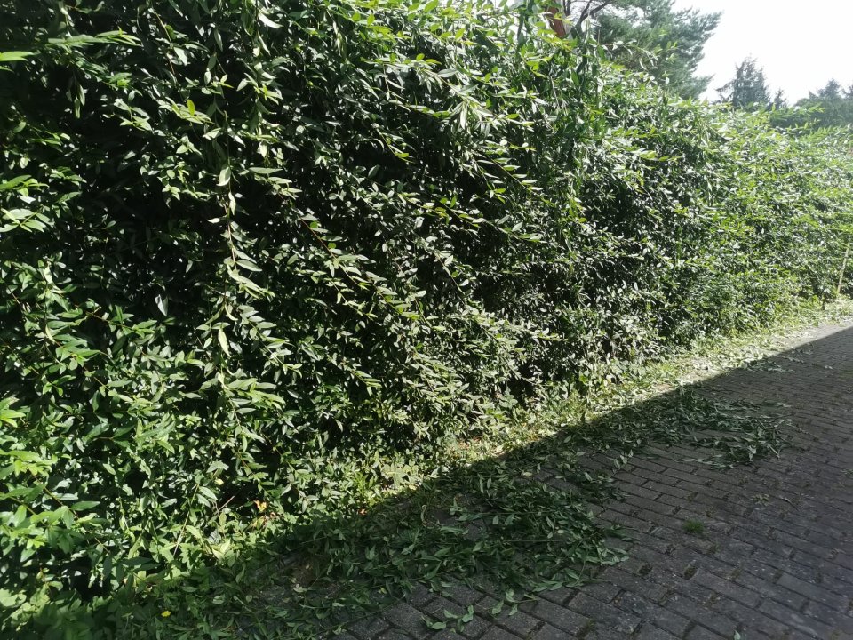 Gartenpflege Schulze: Projektreferenz