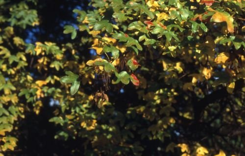 Birkenzweig Naturgartenbau: Projektreferenz