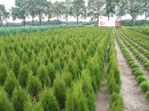 Heckenpflanzen Ramaker: Thuja Smaragd in allen größen.z.b 130/140 cm höhe 10,- Euro