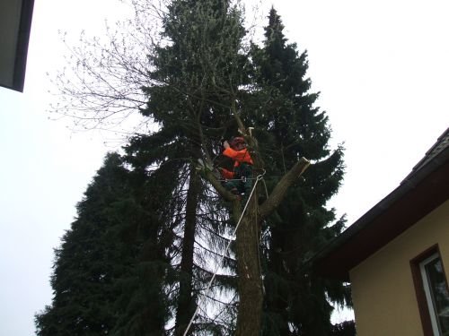 Lambeck Seilklettertechnik & Hausmeisterdienst: Der Baum wird mit der Seilklettertechnik gef&auml;llt. Die &Auml;ste werden abgelassen und...