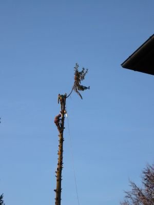 Baumservice Dummer: Projektreferenz