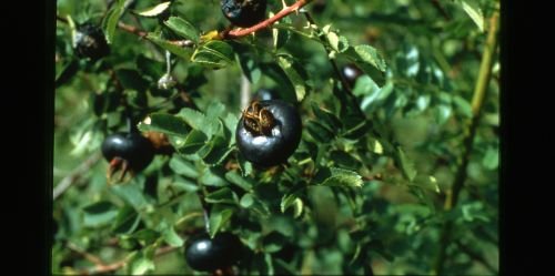 Birkenzweig Naturgartenbau: Projektreferenz