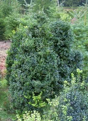 Heckenpflanzen Ramaker: Buchs Buschig 100cm Höhe 13,- Euro .