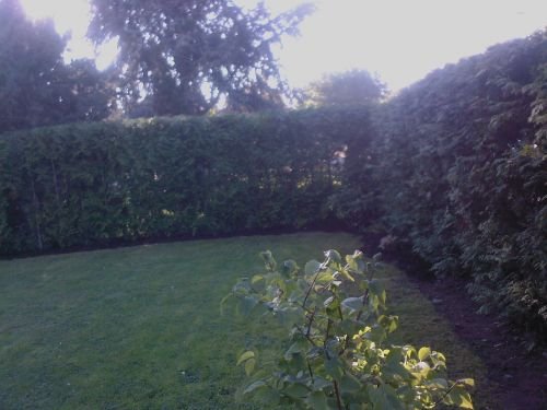 Hausmeisterservice Grube: Gartenarbeiten Heckenschnitt