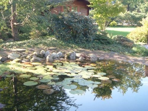 Jörg Fritz Garten- und Landschaftsbau: Naturbelassener Teich