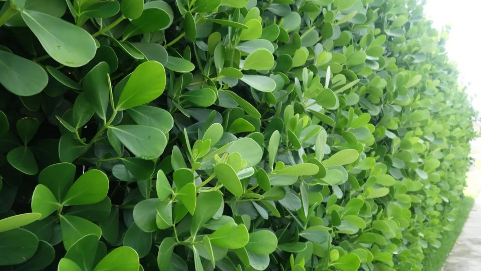 diegartenhelden: 