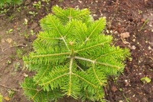 Baum und Strauchpflege Logo
