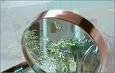 Glas und Gebäudereinigung Lupenrein Logo