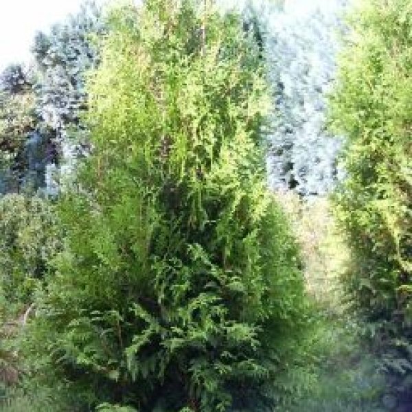 Heckenpflanzen Ramaker: Thuja Brabant z.b 170/180 cm 10,- Euro .