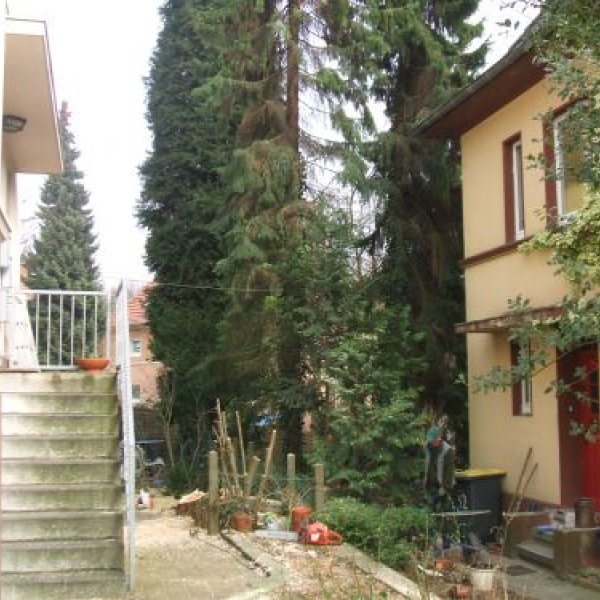 Lambeck Seilklettertechnik & Hausmeisterdienst: Der Baum wurde ohne besch&auml;digung der Umlie...