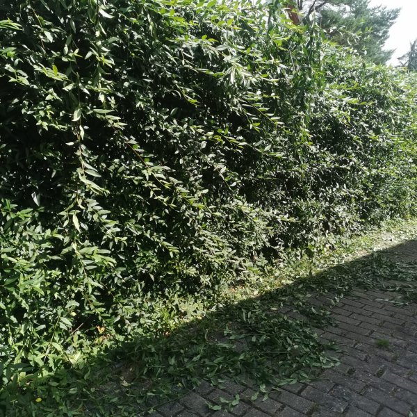 Gartenpflege Schulze: 