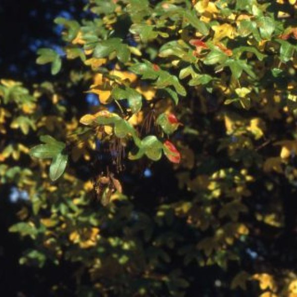 Birkenzweig Naturgartenbau: 