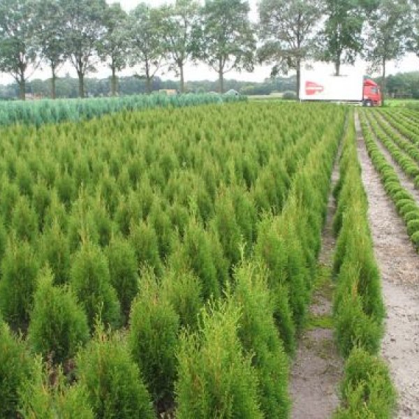 Heckenpflanzen Ramaker: Thuja Smaragd in allen größen.z.b 130/140 cm ...