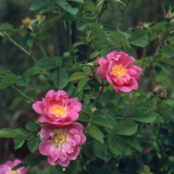 Birkenzweig Naturgartenbau: 