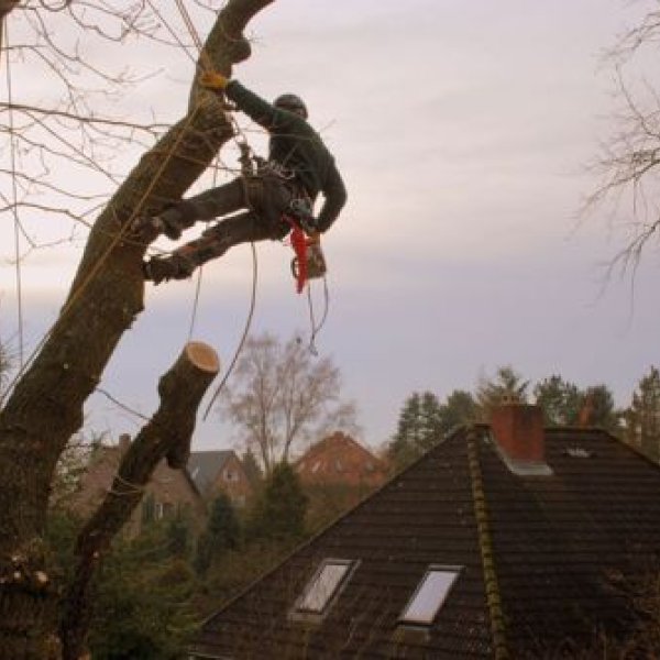DMD-GARTENBAU: 
