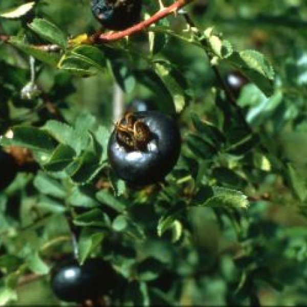 Birkenzweig Naturgartenbau: 