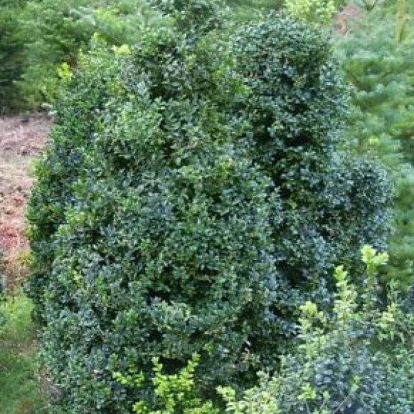 Heckenpflanzen Ramaker: Buchs Buschig 100cm Höhe 13,- Euro .