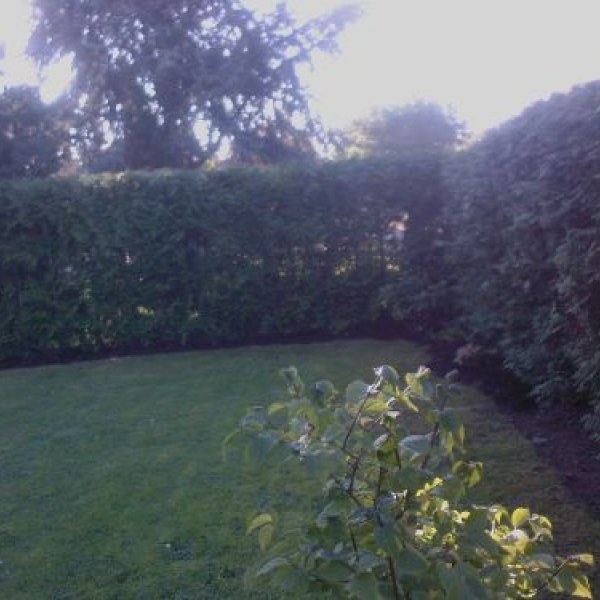 Hausmeisterservice Grube: Gartenarbeiten Heckenschnitt