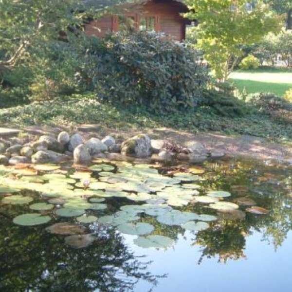 Jörg Fritz Garten- und Landschaftsbau: Naturbelassener Teich