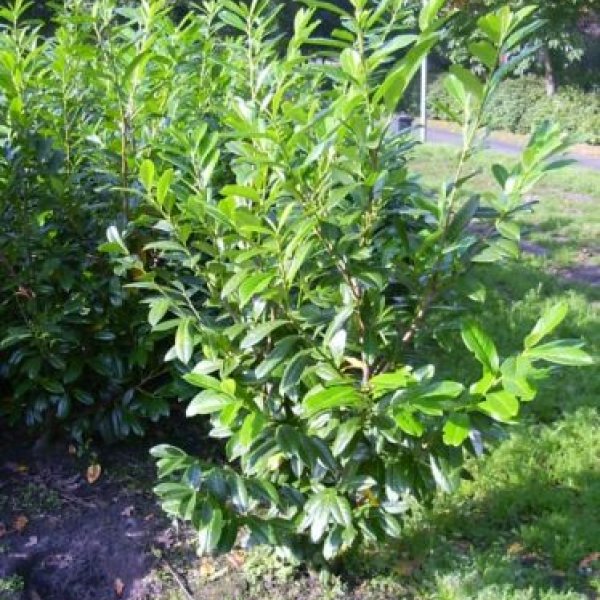 Heckenpflanzen Ramaker: Kirschlorbeer 130/140 cm 13,- Euro .