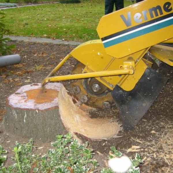 Baumservice Dummer: Stubben fr&auml;sen