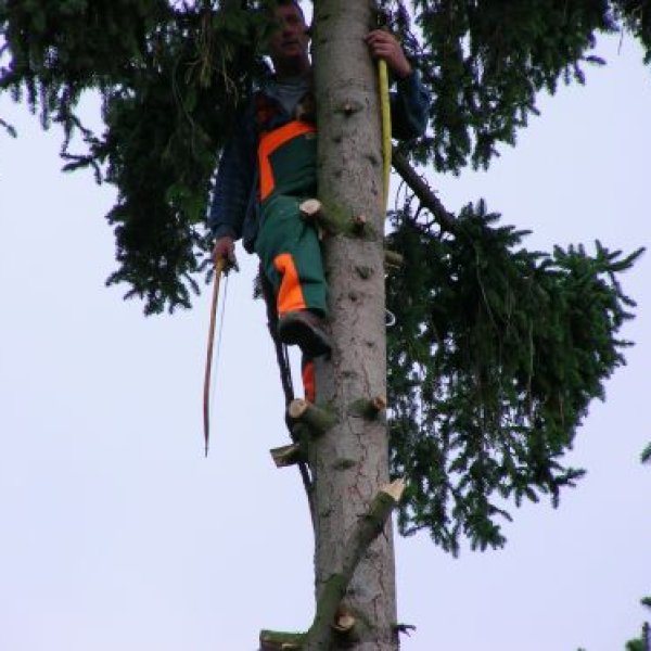 Vobelt: Baumfällung auch Problemfällungen