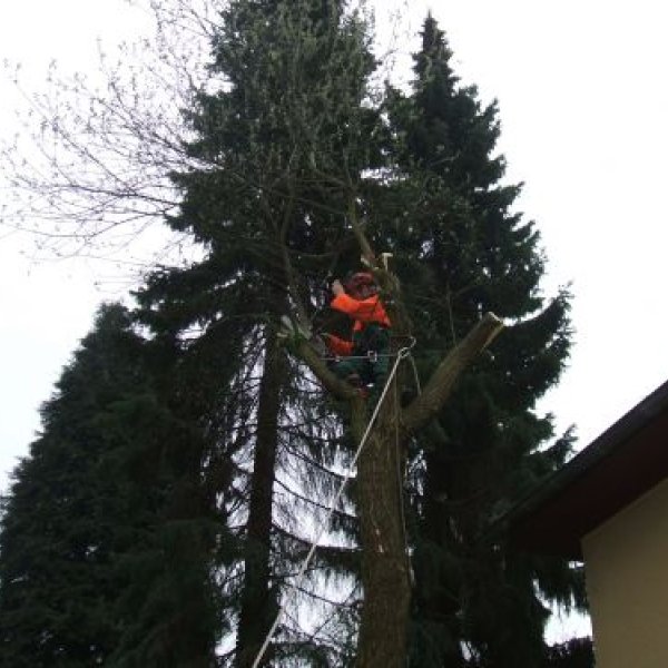 Lambeck Seilklettertechnik & Hausmeisterdienst: Der Baum wird mit der Seilklettertechnik gef&au...